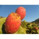 Aroma PRICKLY PEAR 10ML
